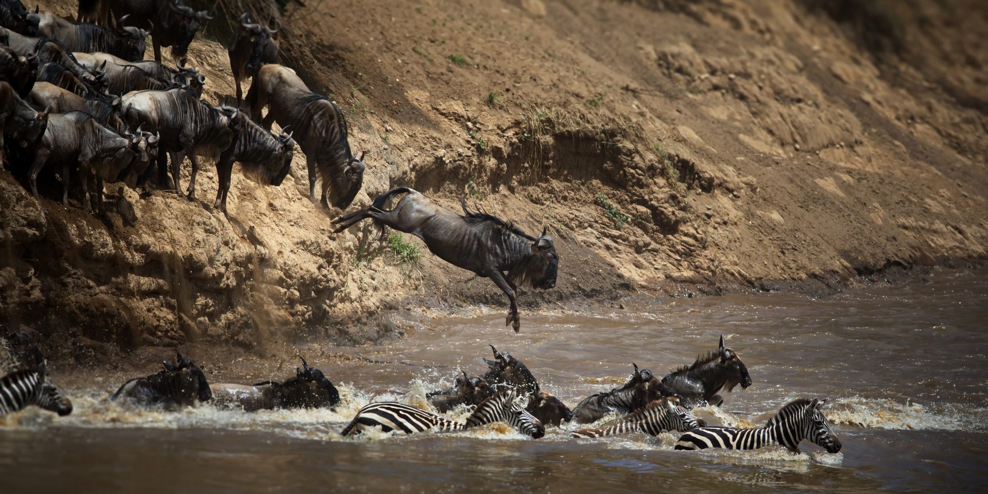 A confusion of wildebeests and zeal of zebras jumping into the water in Masai Mara, Kenya