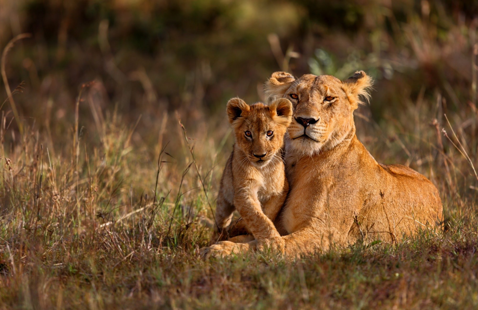 Lion mother of Notches Rongai Pride in Masai Mara, Kenya.